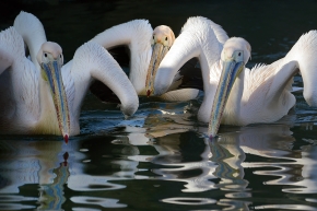 roze pelikaan (pelecanus onocrotalus) 3-2023 6397